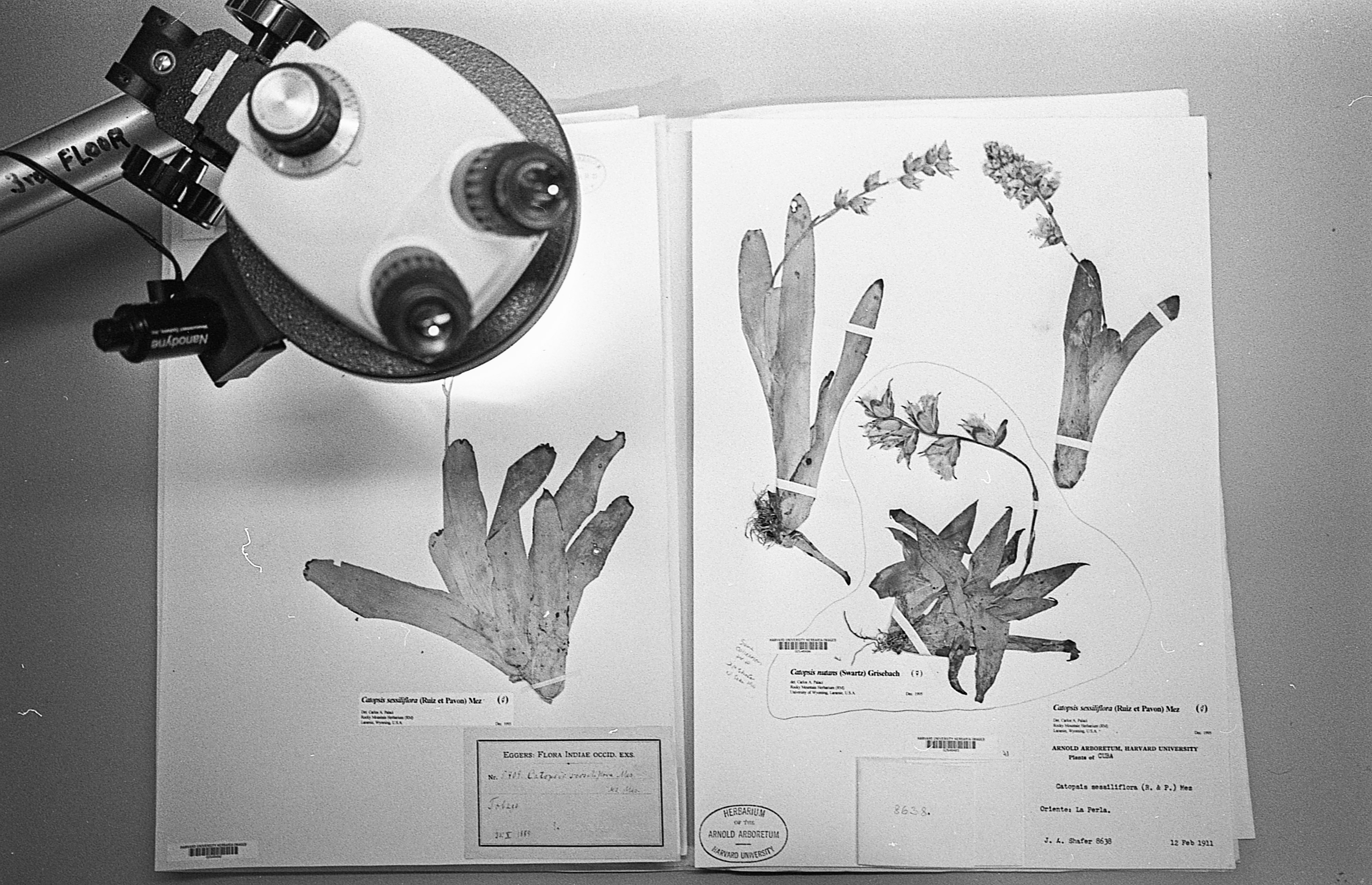 getting into the specimens