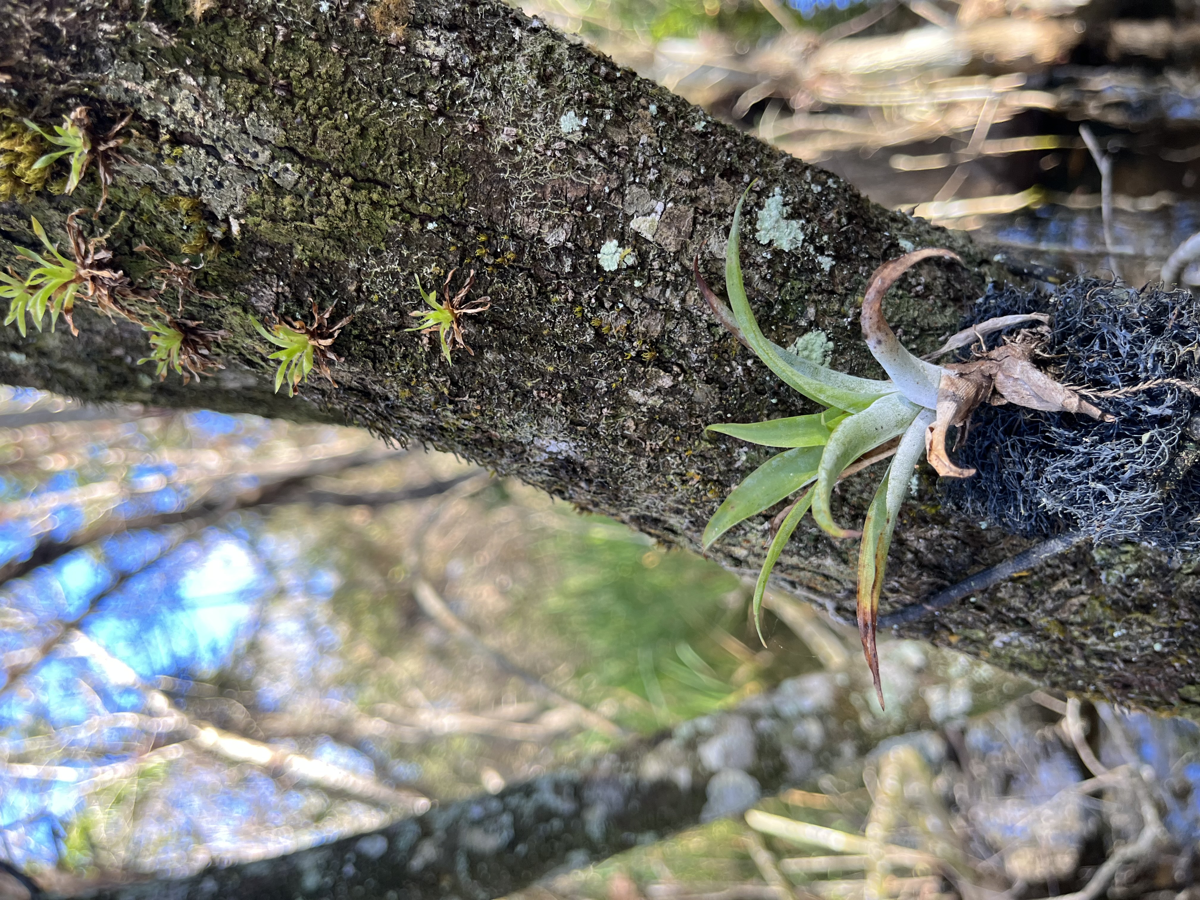 Catopsis in fakahatchee strand state park
